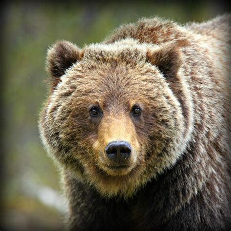 Grizzly Bear Photograph By Stephen Stookey Pixels