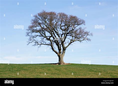 Herefordshire Uk Solitary Leafless Oak Tree Quercus Robur On