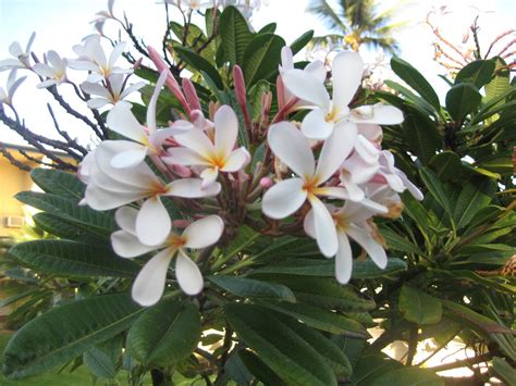 Maui Vacation Guide Favourite Hawaii Flowers Photos Taken On Maui