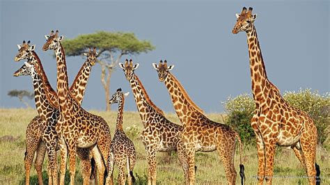 Hd Wallpaper Giraffes In The Savannah Masai Mara Reserve Kenya