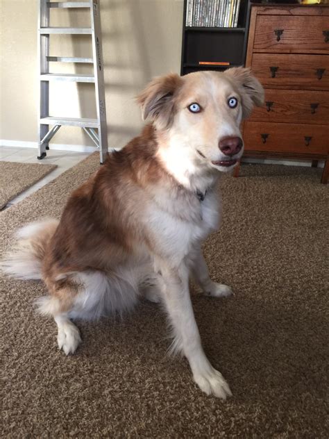 I can tell you this: My husky/border collie mix! : aww