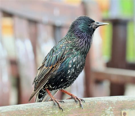 Details Common Starling Birdguides