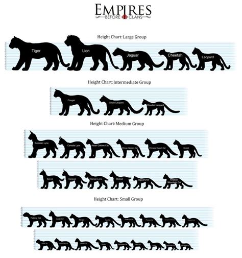 Big Cats Size Comparison Chart Care About Cats