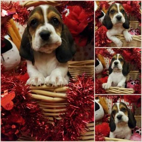 Check spelling or type a new query. Tri-Colored Basset Hound Puppies only 6 boys left in , Texas - Puppies for Sale Near Me