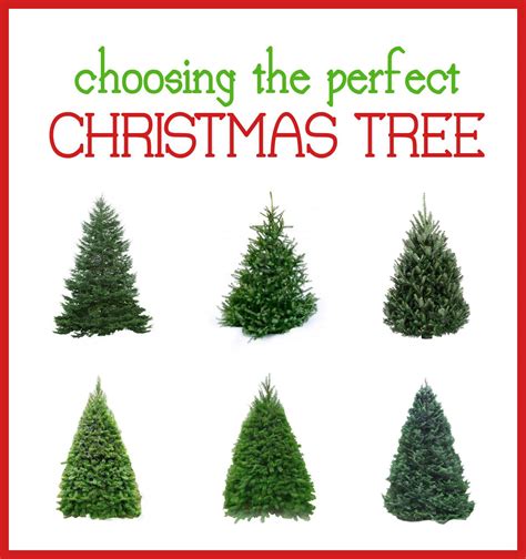 The Perfect Tree Types Of Christmas Trees Christmas Wallpaper Free