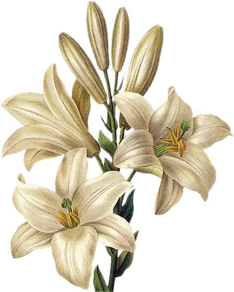 Easter Lilies Bloom In Catholic History Tradition Todays Catholic