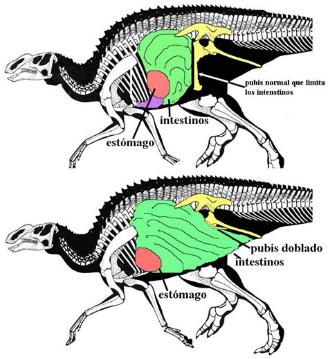 Categoríahadrosauriformes Wiki Prehistórico Fandom Powered By Wikia