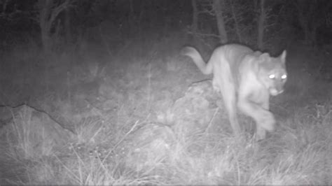 Mountain Lion Captured On Trail Cam Near Williams Courtesy Of Brian