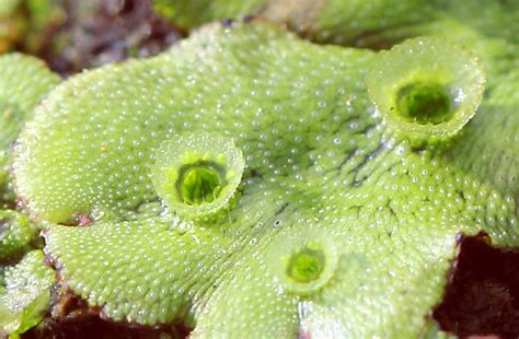 Other articles where marchantia polymorpha is discussed: Scientists Sequence Genome of Common Liverwort | Genetics ...