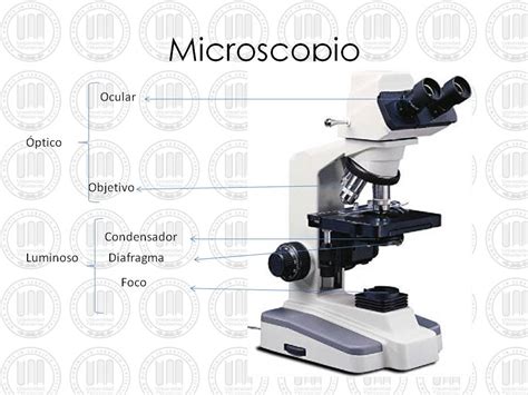 Esquema De Las Partes Del Microscopio