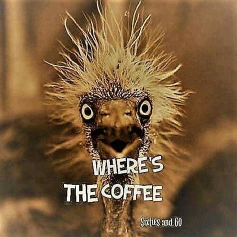 47 Funny Too Much Coffee Memes That Are Hilarious