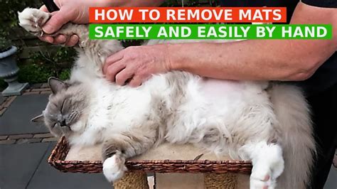 How To Remove Mats From Cats Fur Safely And Easily By Hand Bowie The