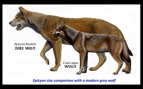 Facts About Dire Wolves Facts You Might Need To Know About Dire Wolf