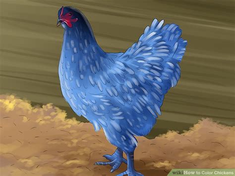 How To Color Chickens 8 Steps With Pictures Wikihow