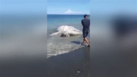 Massive Unidentified Sea Creature Washes Up On Beach In Philippines