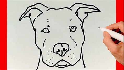 Como Dibujar Un Perro Pitbull Bebe Unsplassh