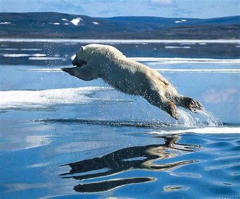 Polar Bear Jumping In The Water Wild Animals Pictures Animal Pictures
