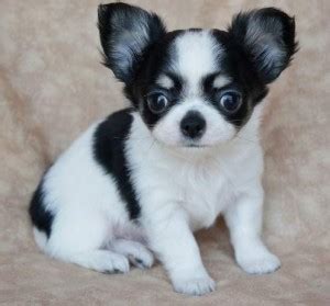 Teacup chihuahua puppies for sale in nc. 5 chihuahua puppies for free adoption don't miss this