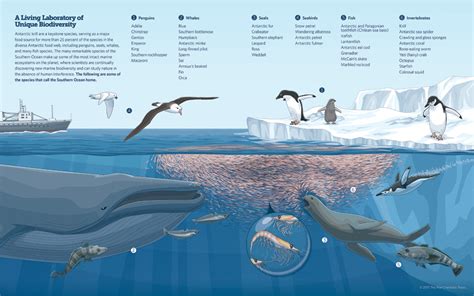 A Network Of Marine Protected Areas In The Southern Ocean