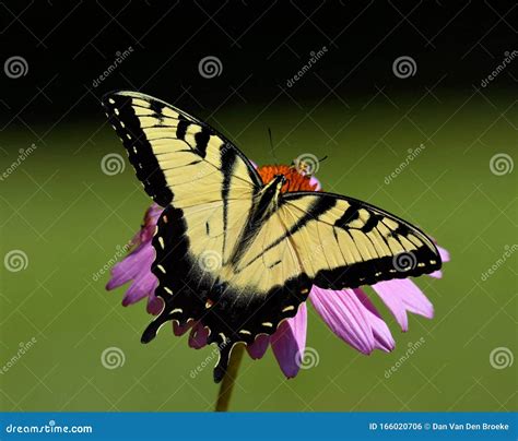 Tigre Oriental Swallowtail Sentado Numa Flor De Cone Roxo Foto De Stock