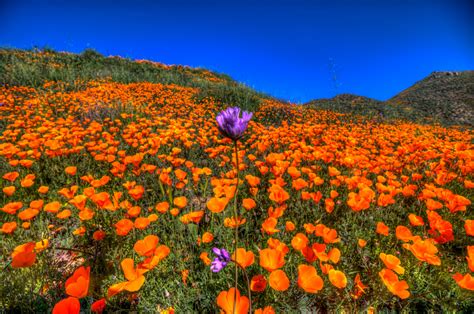 Maybe you would like to learn more about one of these? Wallpaper : walkercanyon, lakeelsinore, California ...