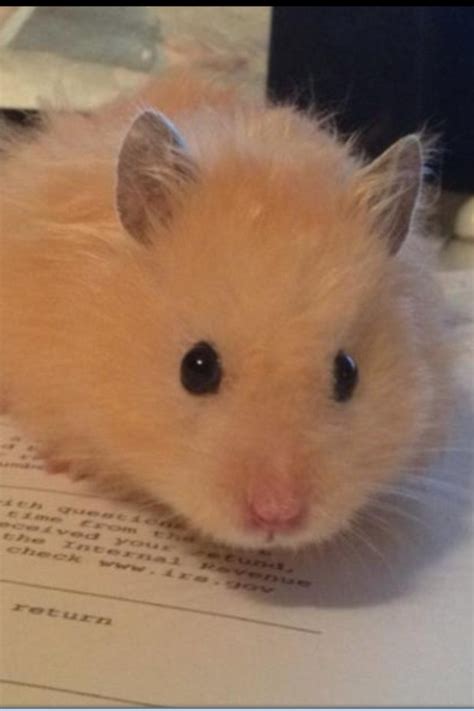45 Best Syrian Hamsters Images On Pinterest Syrian Hamster Gerbil And Rodents
