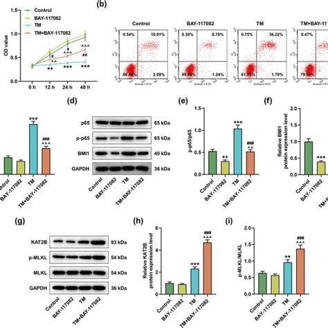 Tm Induced Apoptosis And Necroptosis Of Miha Cells Through Nf κb Download Scientific Diagram