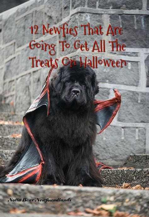 12 Newfies That Are Going To Get All Your Treats On Halloween Big Dog