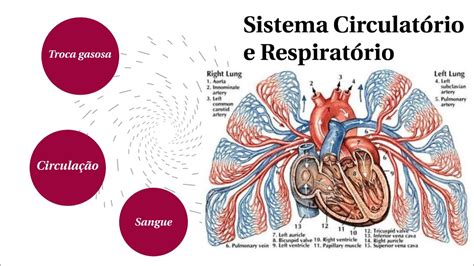 Imagens Do Sistema Circulatório