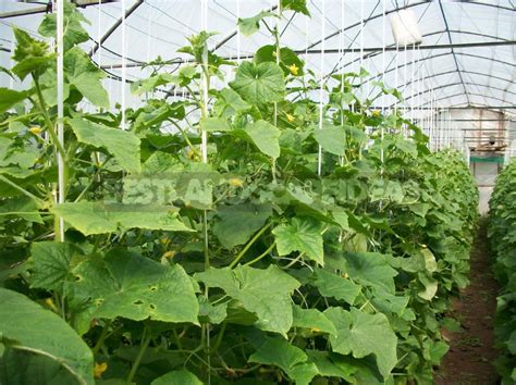 Grow Cucumbers In The Greenhouse The Main Agricultural Techniques
