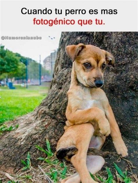 We did not find results for: Pin on chistes