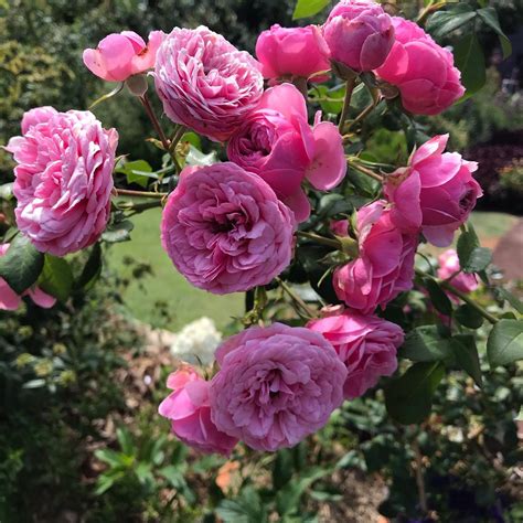 Pomponella Melvilles Roses