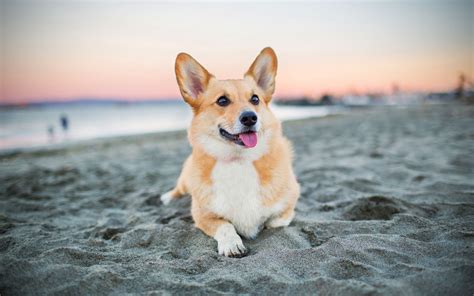 Top Hơn 58 Về Hình Nền Corgi Mới Nhất Vn