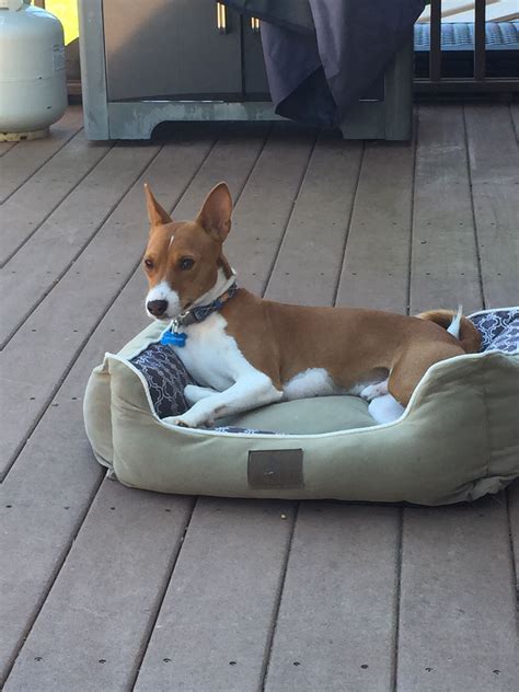 Most basenjis are born around december as that corresponds with african spring. Pin by Kate Avallone on Finn my handsome Basenji | Basenji ...