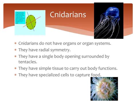 In which phylum of animal kingdom cells do not form tissue. PPT - ANIMAL KINGDOM CLASSIFICATION PowerPoint ...