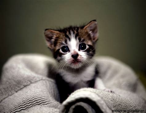 Cute Baby Wild Cats Wallpapers Gallery