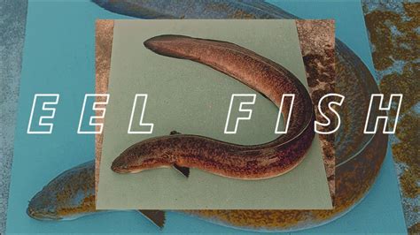 Ang Daming Eel Fish Palos Na Nahuli Youtube