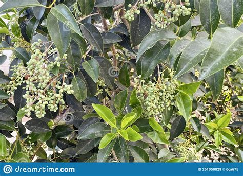Fruits And Leaves Of Glossy Privet Ligustrum Lucidum Chinese Privet