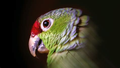 Plant and animal cells have several differences that will be discussed in detail in the sections below. What Are the Similarities Between Birds & Mammals? | Sciencing