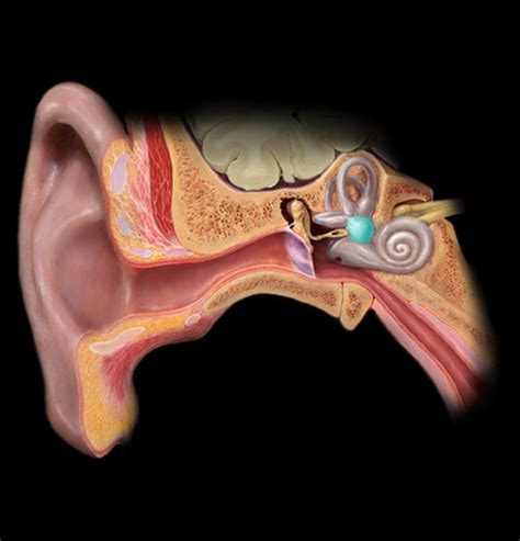 Inner Ear Flashcards Quizlet