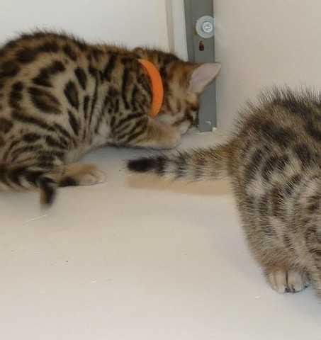 Search by location, breed, size and color. Beautiful Bengal Kitten FOR SALE ADOPTION from victoria ...