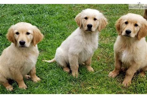Collection by nicole • last updated 7 weeks ago. Willie: Golden Retriever puppy for sale near Dallas / Fort ...