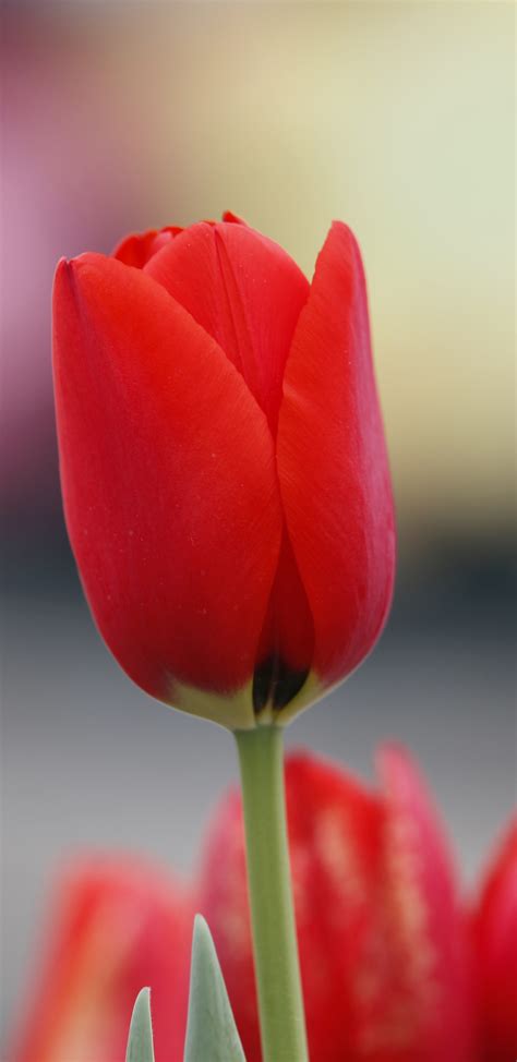 Red Tulip Flowers Bud Wallpaper Flower Samsung Galaxy S8 Wallpaper