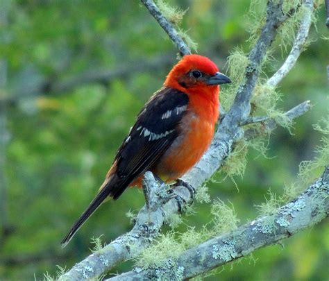 Flame Colored Tanager Marvelous Bird From Our Forest In Caraigres