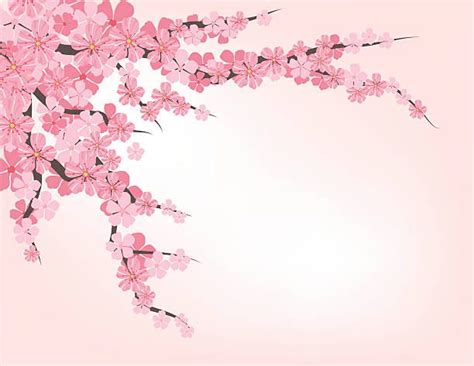 Best Sakura Illustrations Royalty Free Vector Graphics And Clip Art