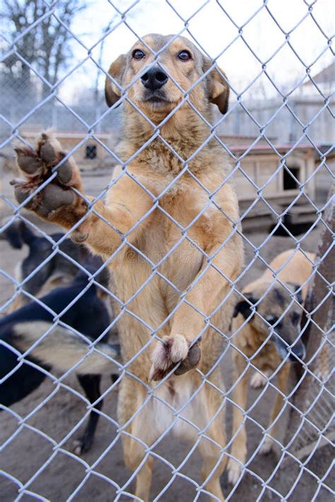 Perro En Refugio Foto De Archivo Imagen De Animal Casero 63722562