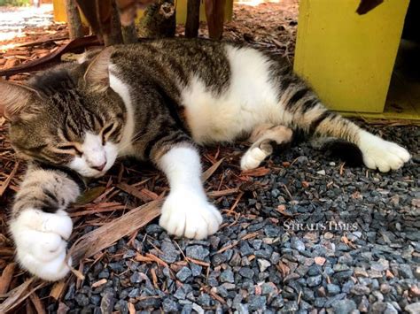 Six Toed Cats Still A Draw At Hemingways Virus Hit Florida Home New Straits Times Malaysia