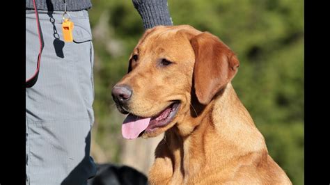 Labrador Retriever Foxred Red Lab Facts 101 Surprising Truths About