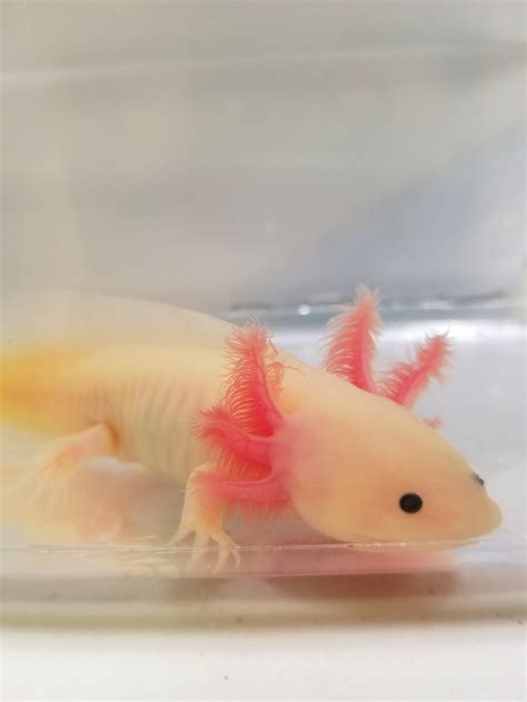 7 Inch Sub Adult Pink Lucyleucistic Axolotl Gfp 2 Ivys Axolotls