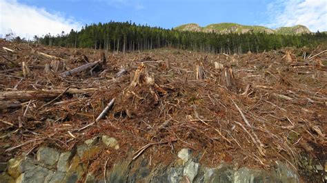 Bc Has Entered The Era Of Extreme Old Growth Logging We Must Stop It